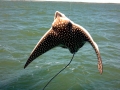 Spotted Eagle Stingray