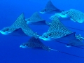 Spotted Eagle Stingray