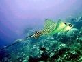 Spotted Eagle Stingray