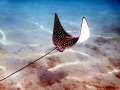 Spotted Eagle Stingray