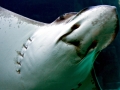 Spotted Eagle Stingray