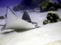 Spotted Eagle Stingray