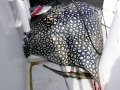 Spotted Eagle Stingray