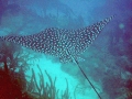 Spotted Eagle Stingray