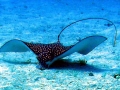 Spotted Eagle Stingray