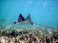 Spotted Eagle Stingray