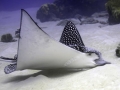 Spotted Eagle Stingray