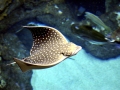 Spotted Eagle Stingray