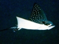 Spotted Eagle Stingray