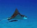 Spotted Eagle Stingray