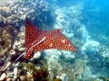 Spotted Eagle Stingray