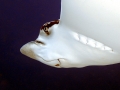 Spotted Eagle Stingray