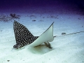Spotted Eagle Stingray