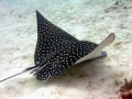 Spotted Eagle Stingray