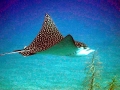 Spotted Eagle Stingray