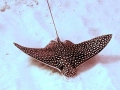 Spotted Eagle Stingray