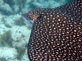 Spotted Eagle Stingray