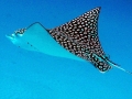 Spotted Eagle Stingray