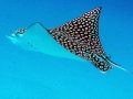 Spotted Eagle Stingray