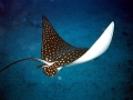 Spotted Eagle Stingray