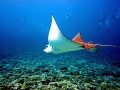 Spotted Eagle Stingray