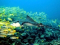 Spotted Eagle Stingray