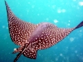 Spotted Eagle Stingray