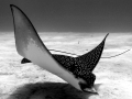 Spotted Eagle Stingray