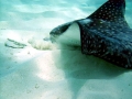 Spotted Eagle Stingray