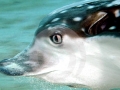 Spotted Eagle Stingray