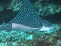 Spotted Eagle Stingray
