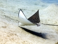 Spotted Eagle Stingray
