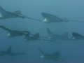 Spotted Eagle Stingray