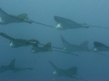 Spotted Eagle Stingray