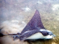 Spotted Eagle Stingray