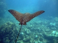 Spotted Eagle Stingray