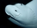 Spotted Eagle Stingray