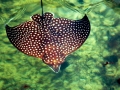 Spotted Eagle Stingray