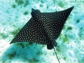 Spotted Eagle Stingray