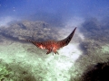 Spotted Eagle Stingray
