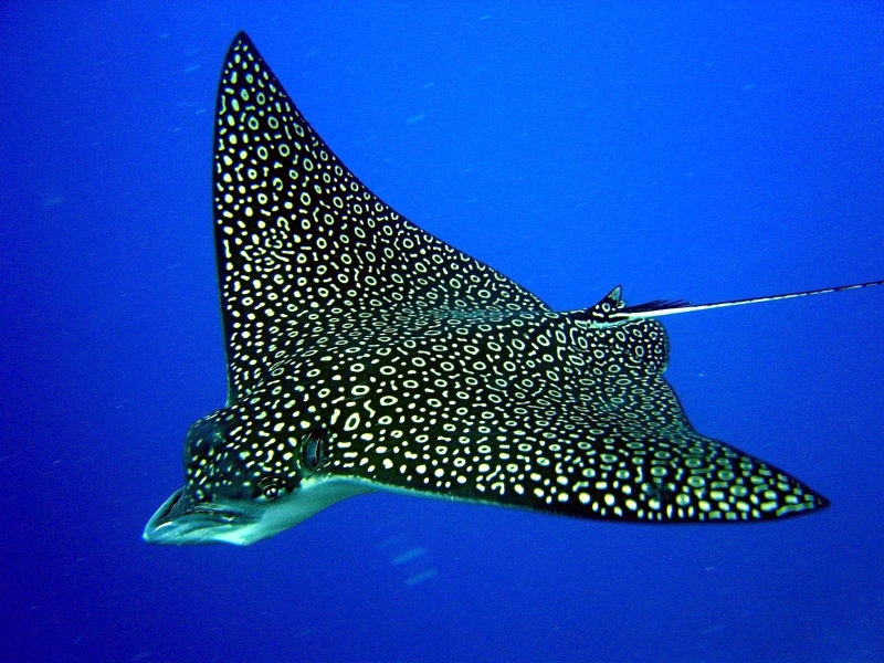 Spotted Eagle Stingray