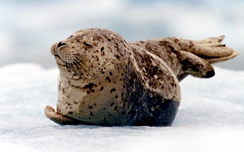 Spotted Seal