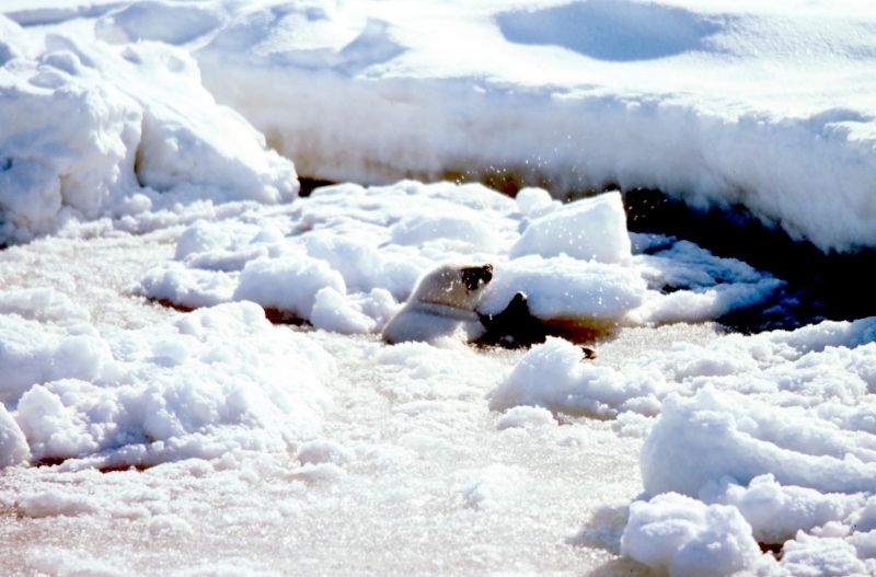 Spotted Seal