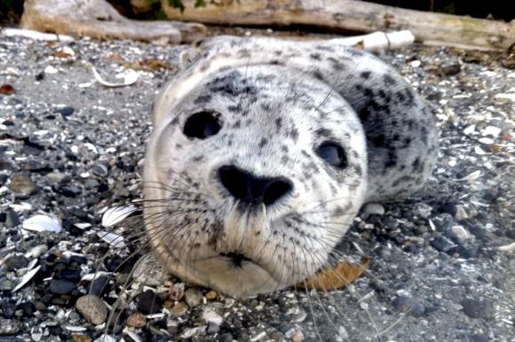 Spotted Seal