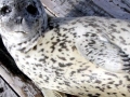 Spotted Seal