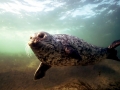 Spotted Seal