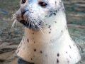 Spotted Seal