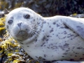 Spotted Seal