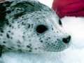 Spotted Seal