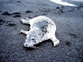 Spotted Seal